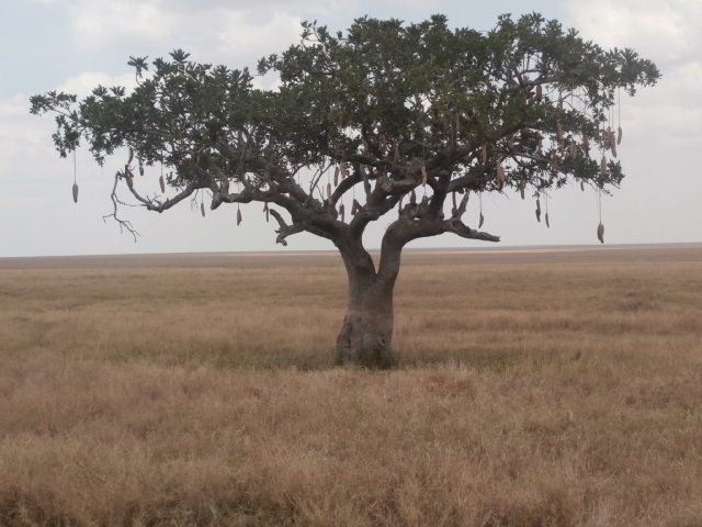 Arbre à saucisses .jpg