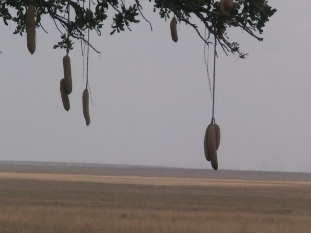 Arbre à saucisses 1.jpg