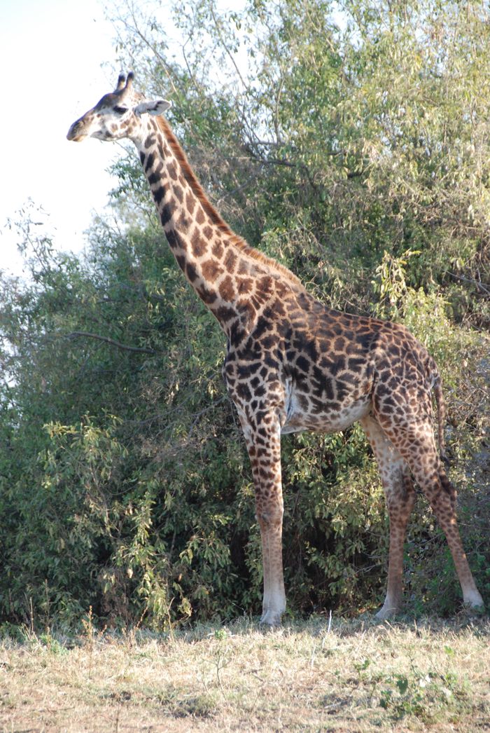 Girafe.jpg