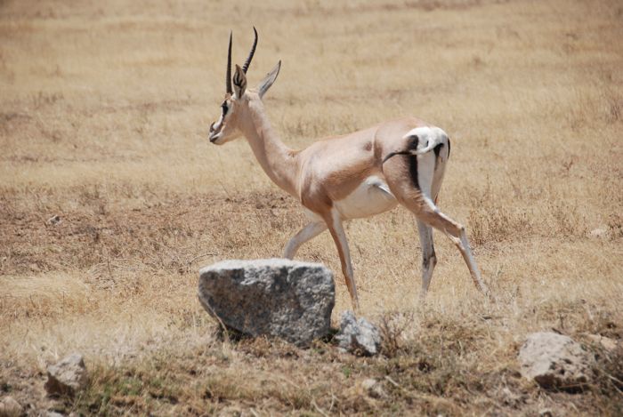 Gazelle de grant.jpg