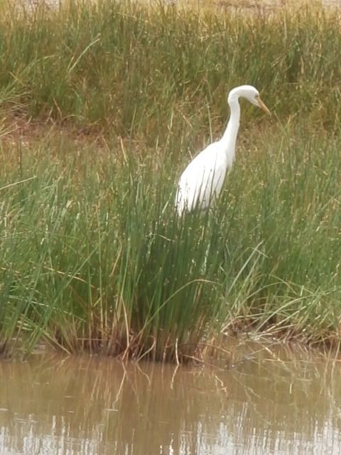 aigrette.jpg