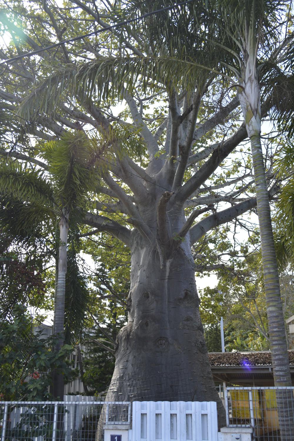 2015.08.21 Baobab Nouméa (1).JPG