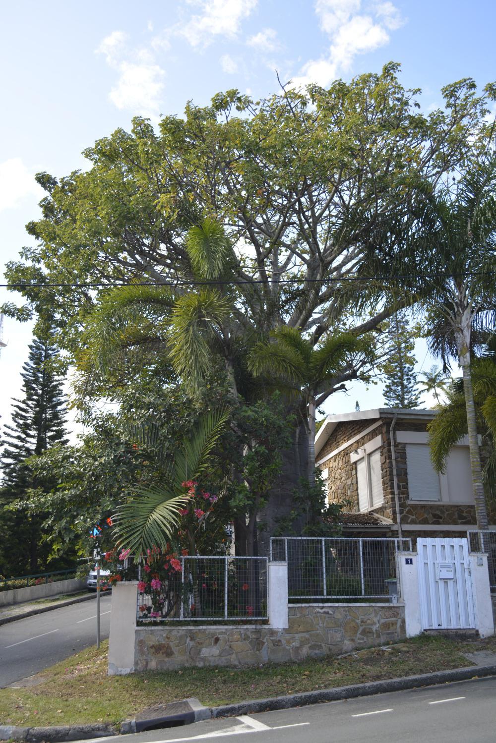 2015.08.21 Baobab Nouméa (2).JPG