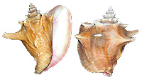 coquilles.lambis.jpg