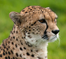 220px-Cheetah_portrait_Whipsnade_Zoo.jpg