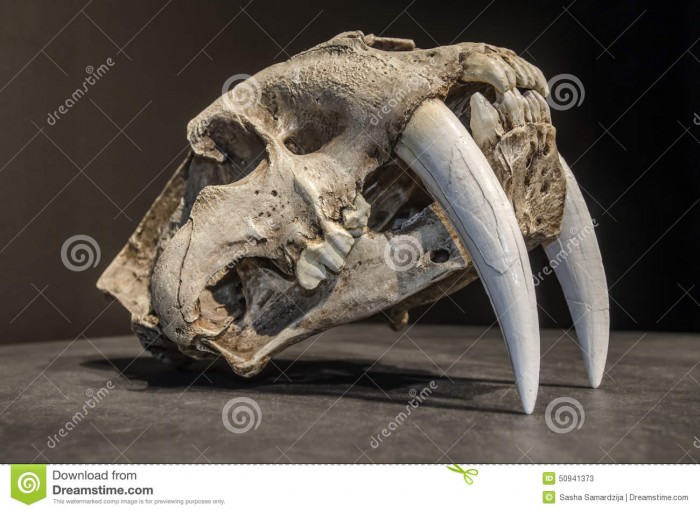 crâne-de-tigre-de-dent-de-sabre-50941373.jpg