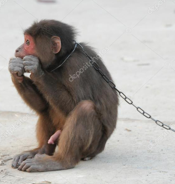 depositphotos_26472009-stock-photo-brown-monkey-in-chains.jpg
