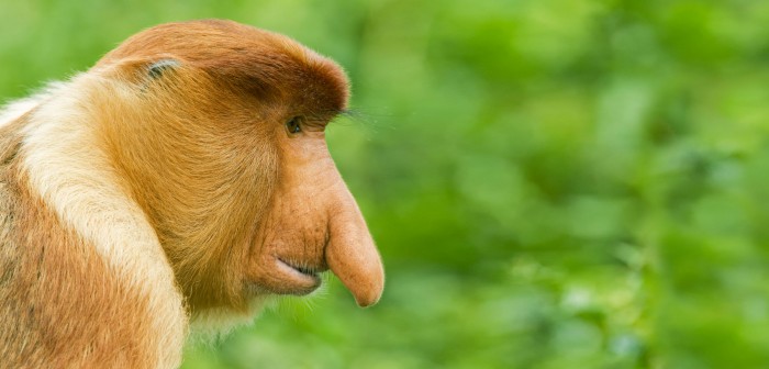 header-proboscis-monkeys.jpg
