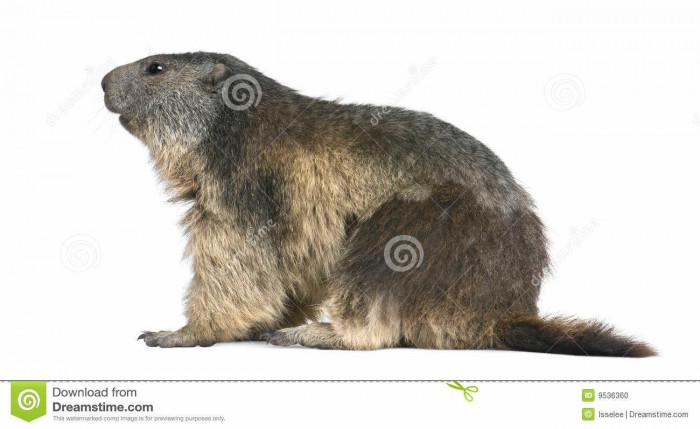 4-vieux-ans-de-marmota-alpestre-de-marmotte-9536360_optimized.jpg