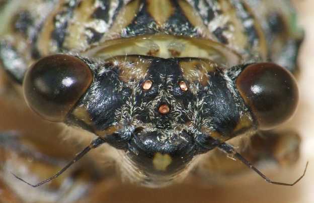 Cicada-yeux et les 3 ocelles.jpg