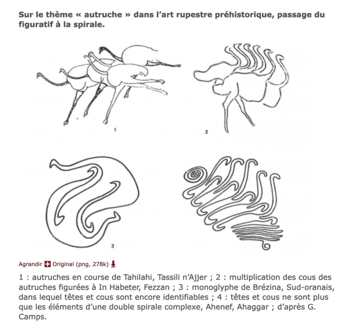 évolution motif autruche.jpg