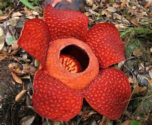 x Rafflesia flower.jpg